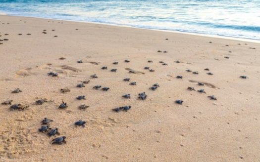 Near White Sandy Beach – Freehold – 2% Monthly – High ROI – No Down Payment