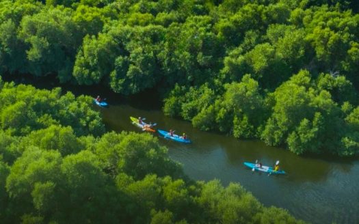 Apartments located at Creek level with Mangrove View