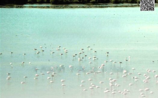 Now Available Residential Plot with Serene Creek View in Al Zorah