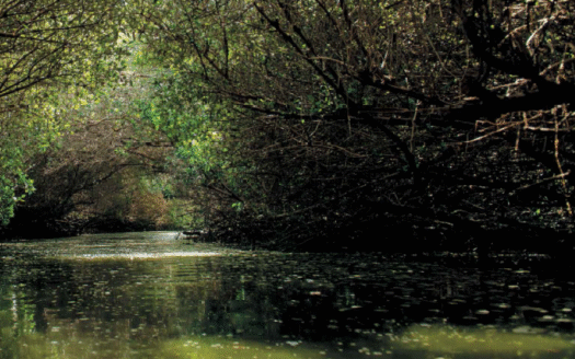 Free Hold Land | Corner and Creek View |High ROI