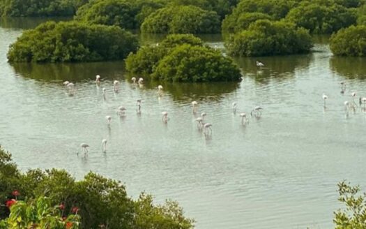 Creek View | Premium Location | Freehold